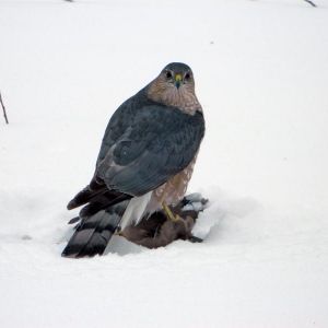 Hawk with Catch – Camp and Center Lakes